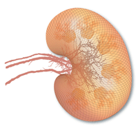 lupus kidney disease