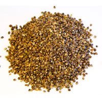 Hemp Seeds