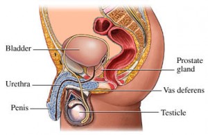 Chlamydia Symptoms Men