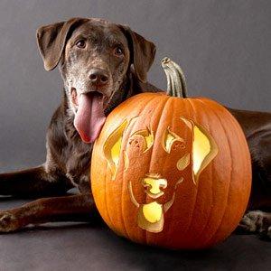 Halloween safety tips for pets