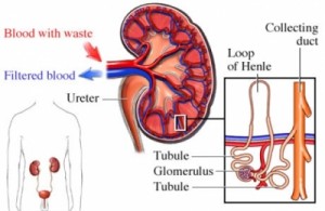 Kidney dialysis