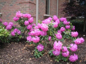 Rhododendron