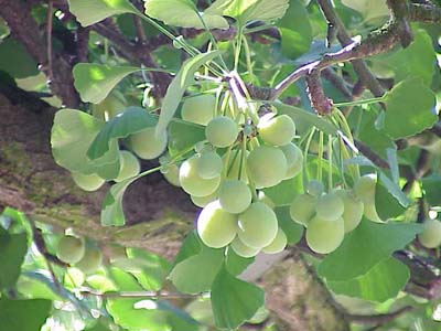 Ginkgo biloba