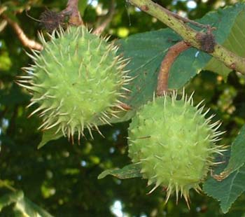 Horse chestnut