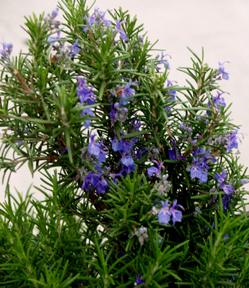 Rosemary