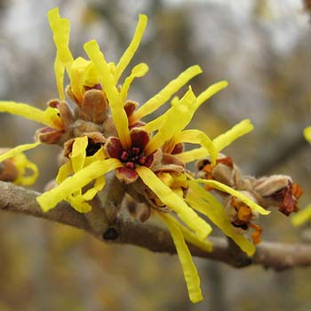 Witch hazel