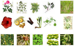 Natural Herbs